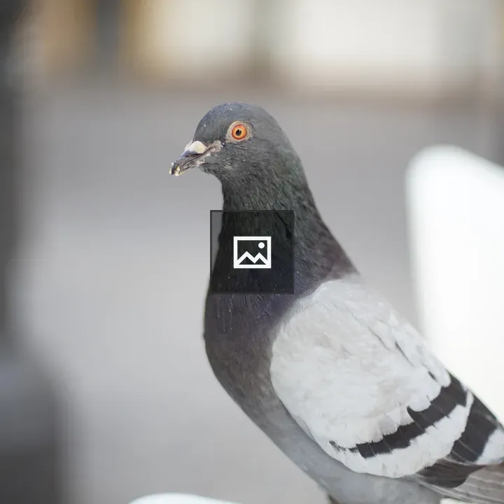 Pigeon close-up portrait