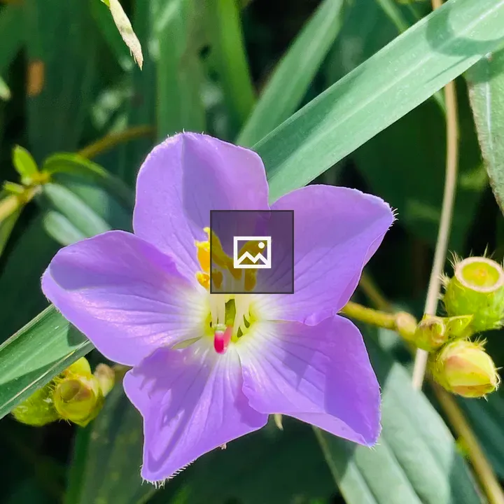 Wildflower from Nepal