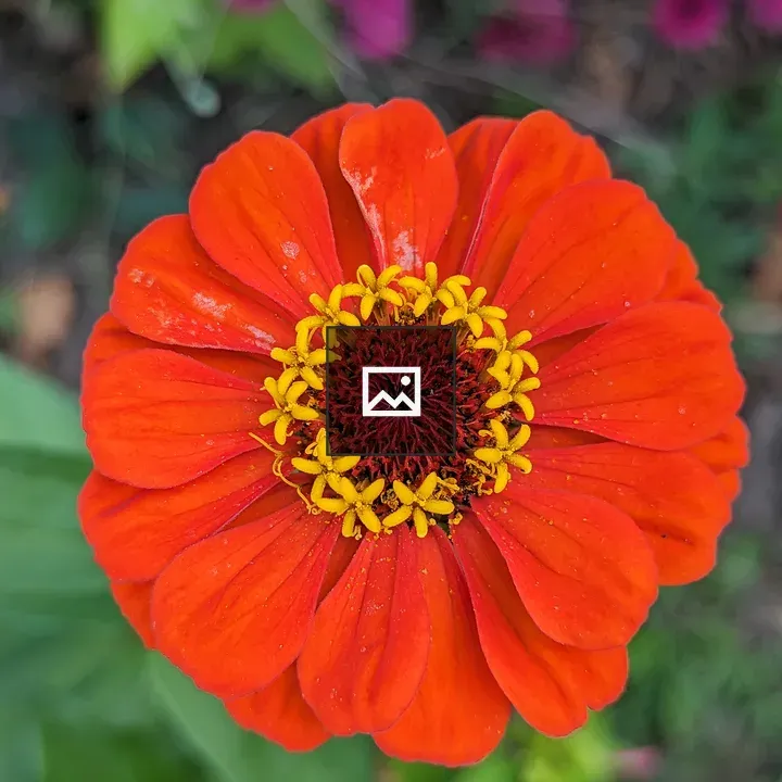 Orange Zinnia Flower