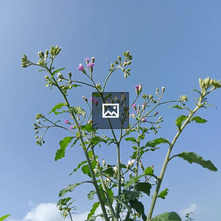 Flowering Plant with Pink and White Blooms