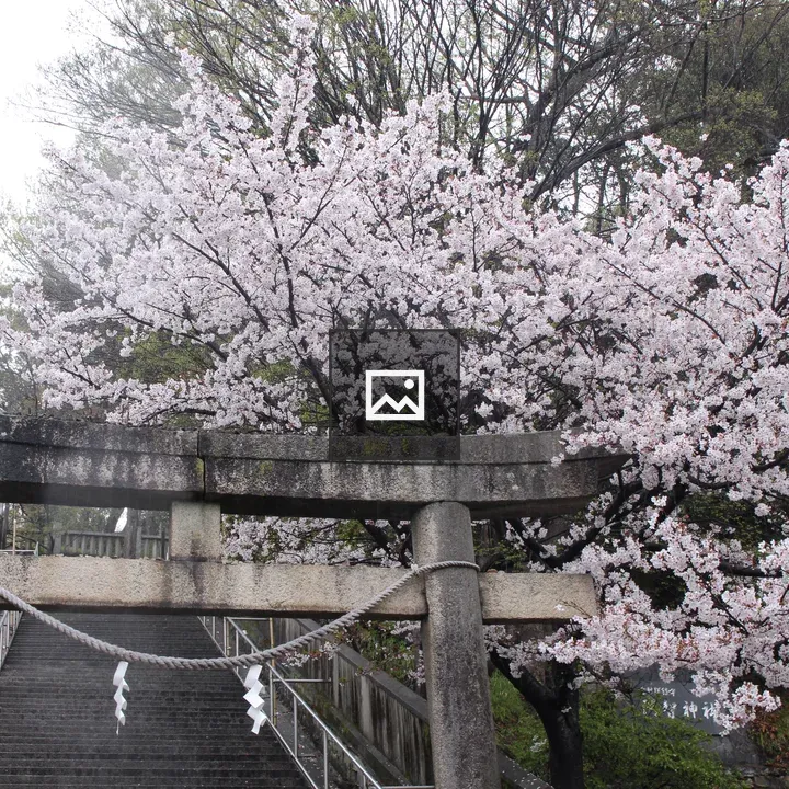 Stone torii at cherry blossoms