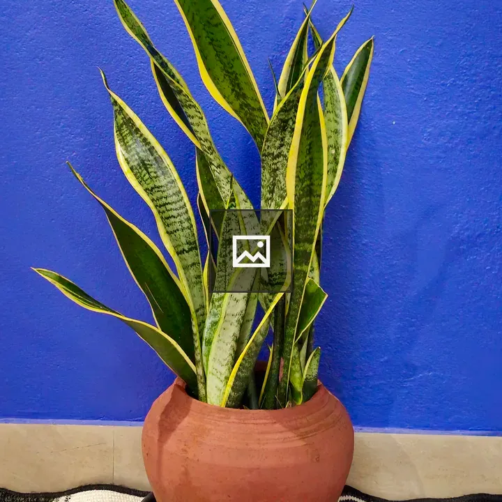 Snake Plant in Clay Pot