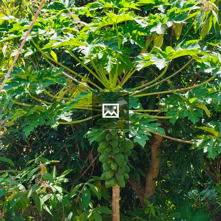 Papaya Tree with Broad Leaves