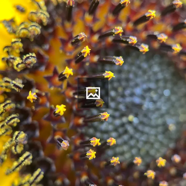 Sunflower Zoom Center