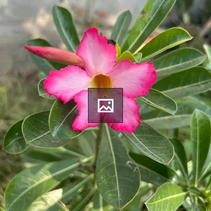 Adenium Desert Rose Flower