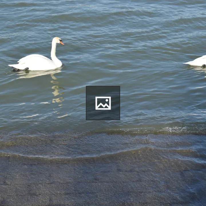 Two swans swimming in river