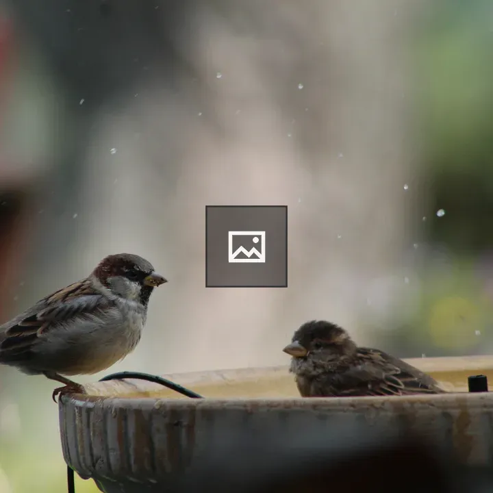 Birds in a birdbath