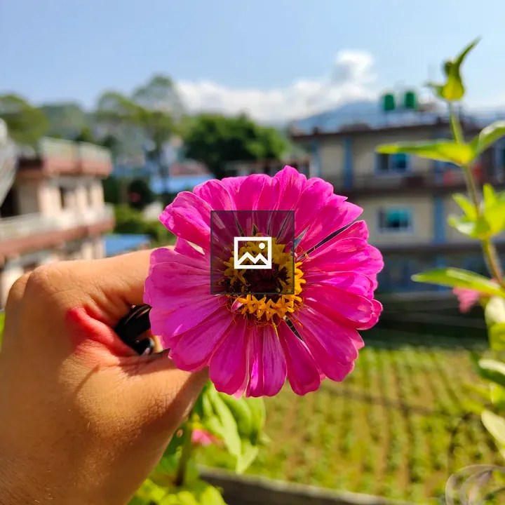 Pink Zinnia Flower Handheld
