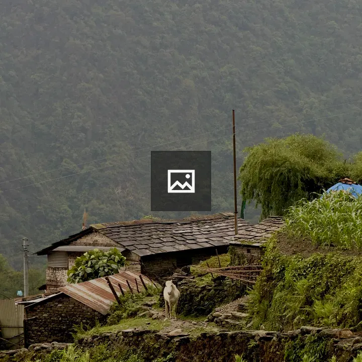 Stone house with cow in rural landscape