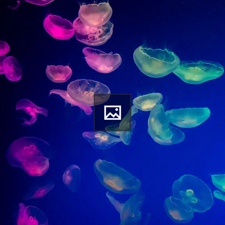 Jellyfish