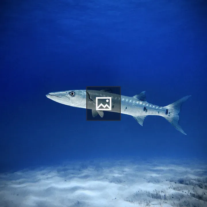 Barracuda under blue waters