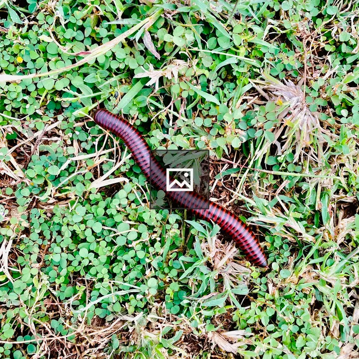 Millipede from Belur, Karnataka