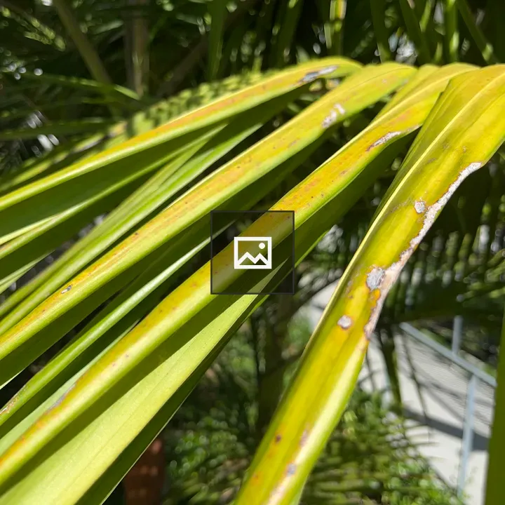 Palm Leaves in Green and Yellow