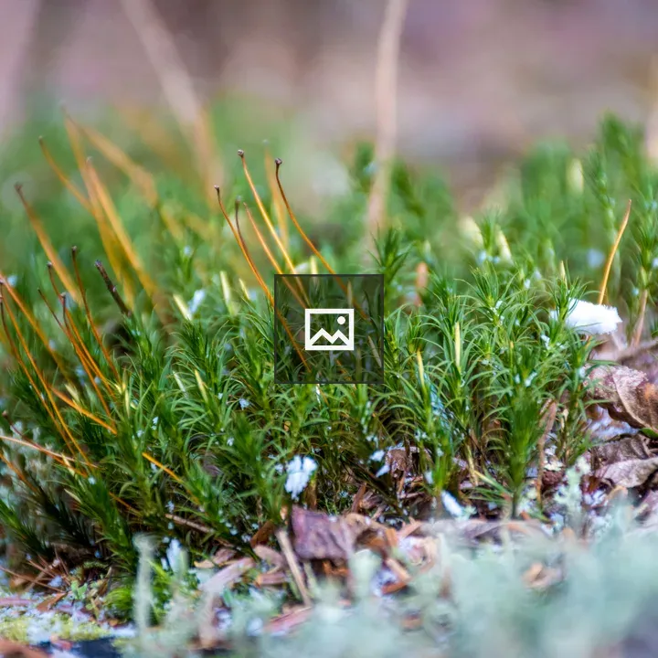 Tiny grasses in snow patch