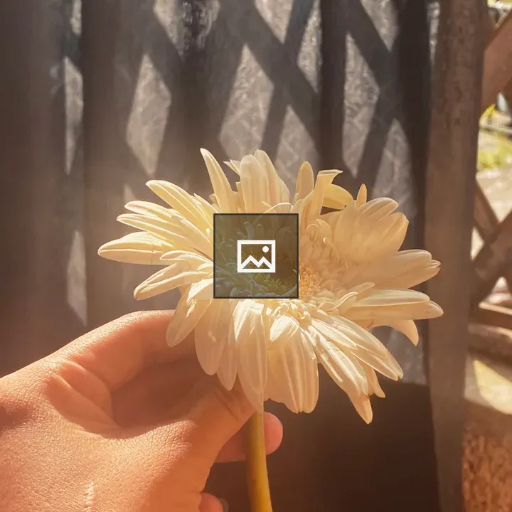 Hand with gerbera flower