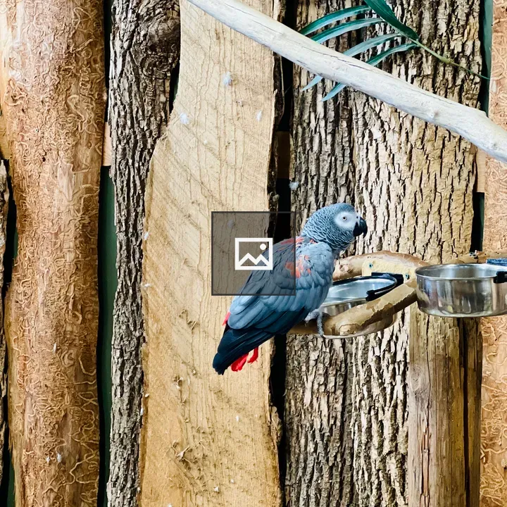 African Grey Parrot