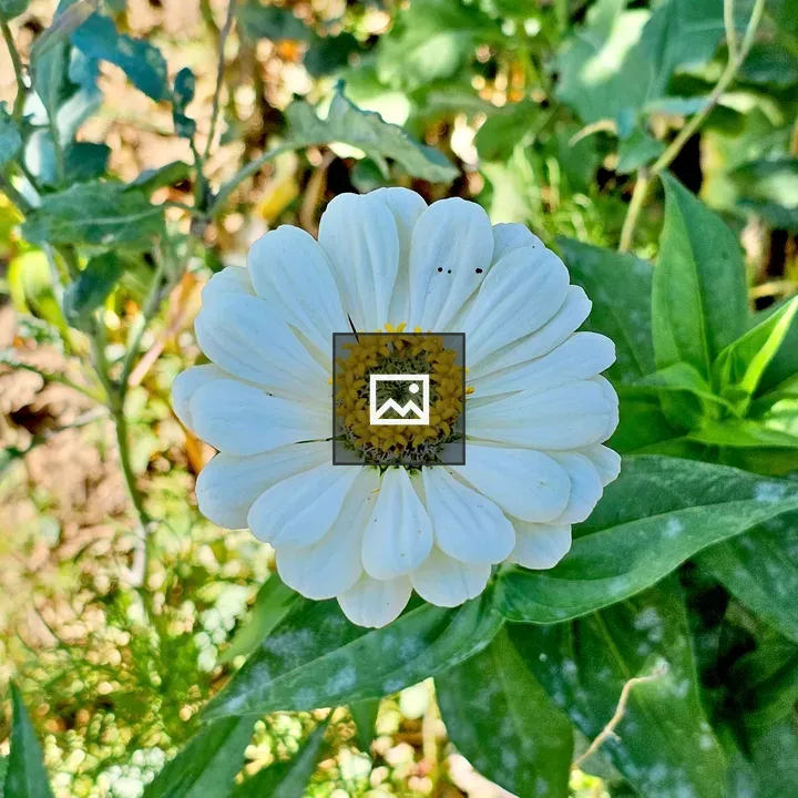 White zinnia flower