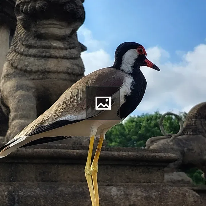 Red-wattled lapwing by lion statue