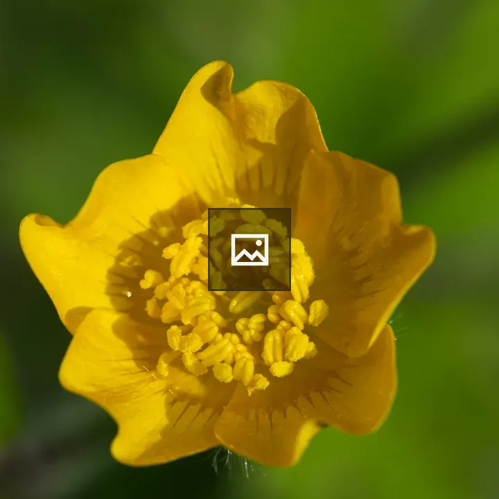 Buttercup yellow blossom close-up