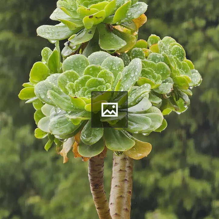 Aeonium canariense plant close-up