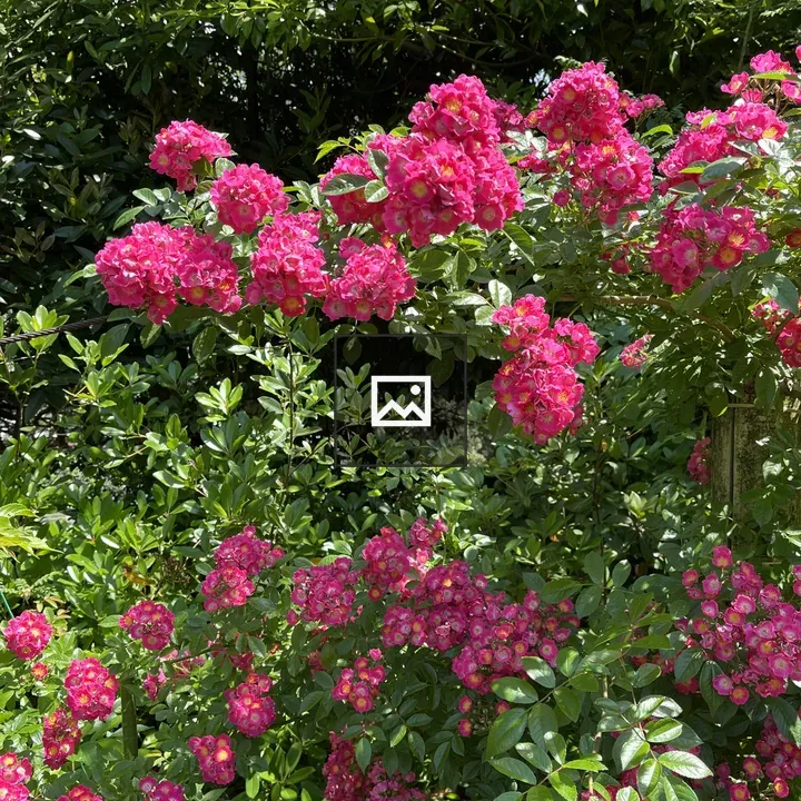 Pink flowers in bloom