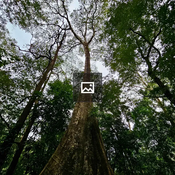 Ceiba pentandra Forest View