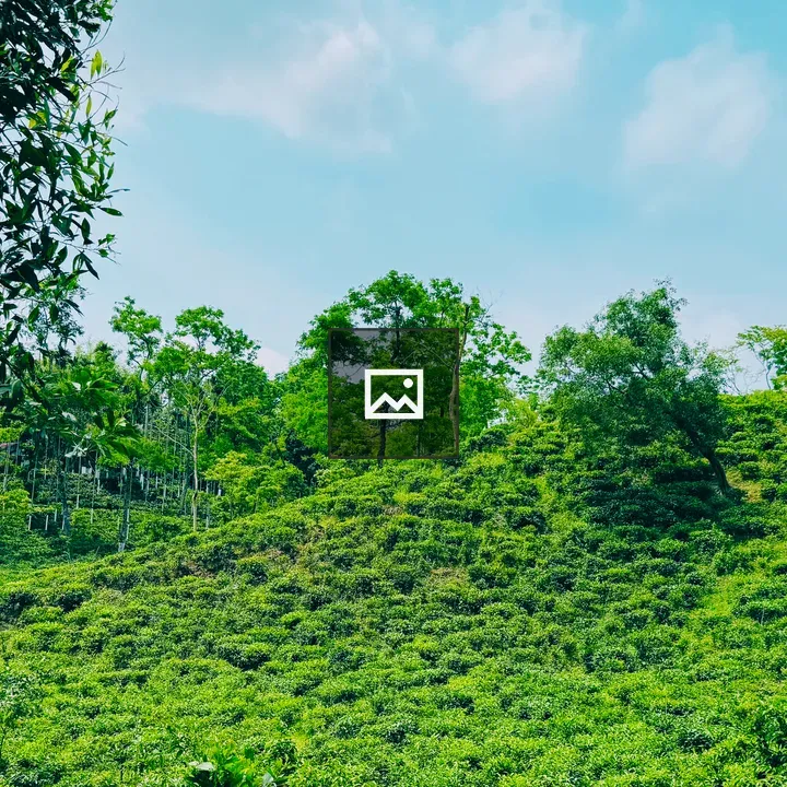 Green Tea Estate in Sylhet