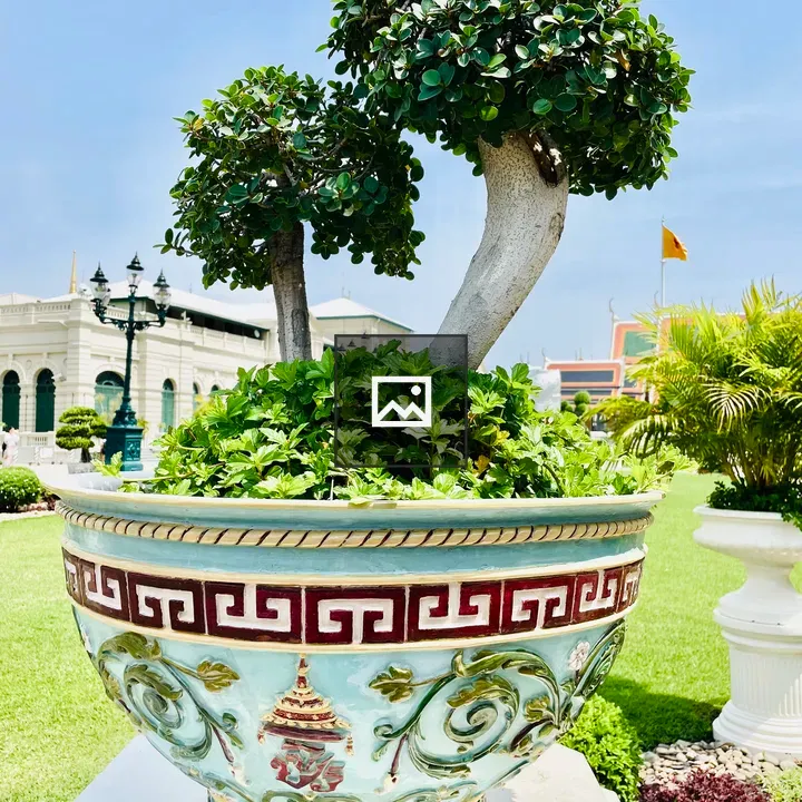 Ficus Green Island Bonsai