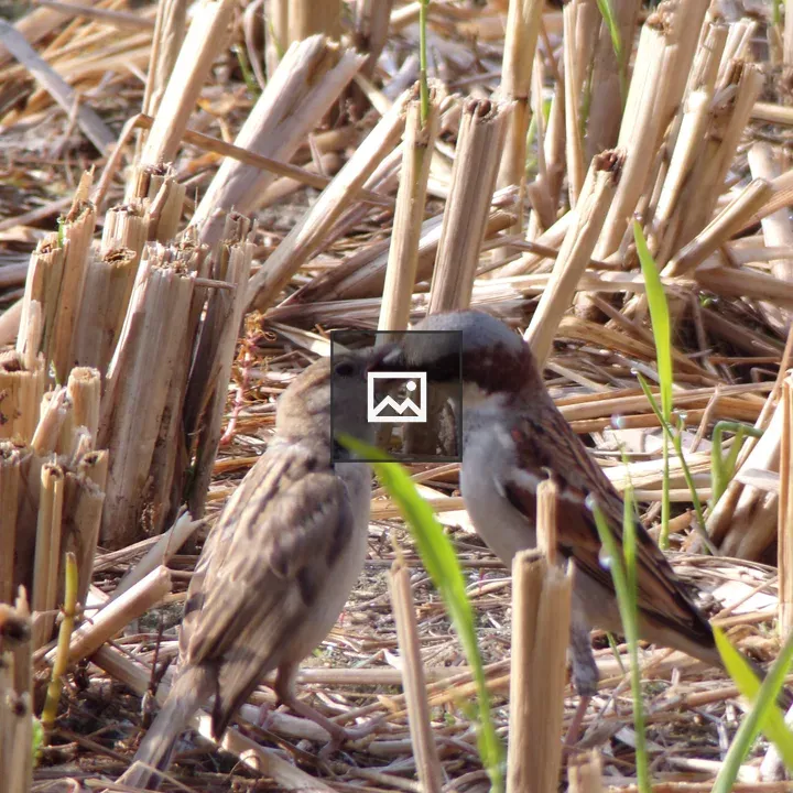 Sparrows in Harvested Field