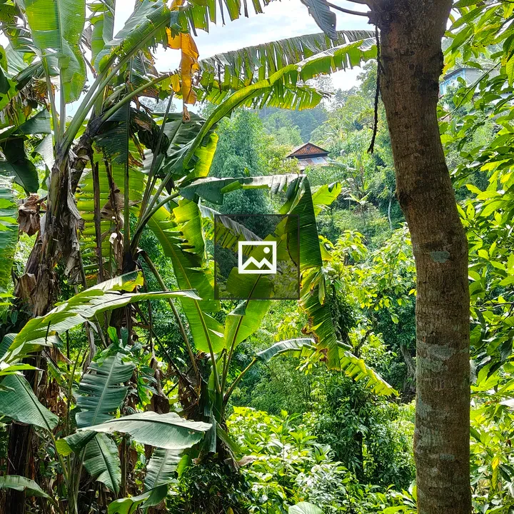 Lush tropical jungle with banana leaves