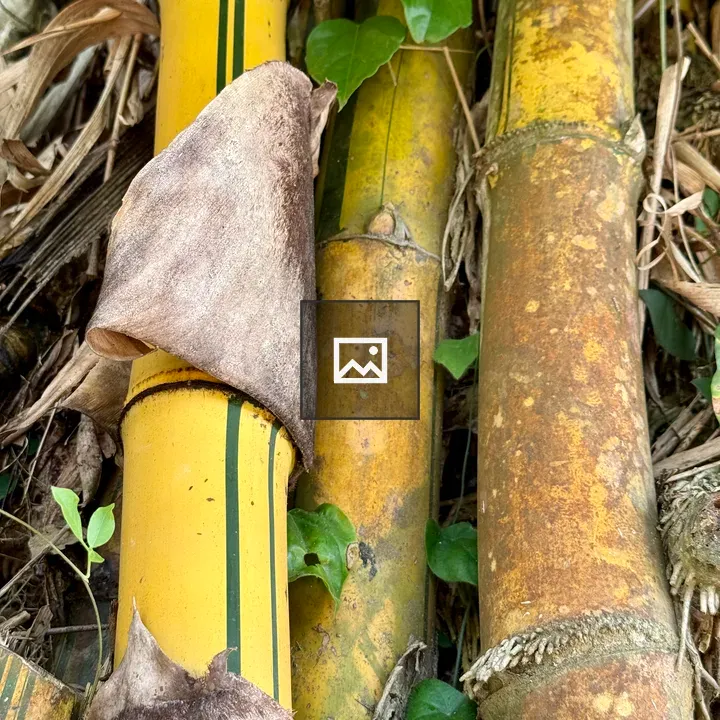 Yellow bamboo stems close-up