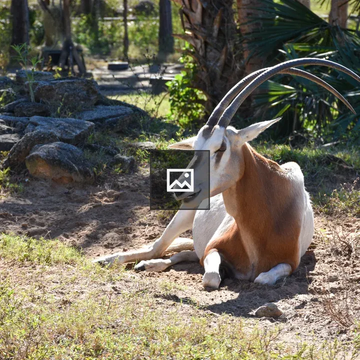 Oryx Antelope Resting