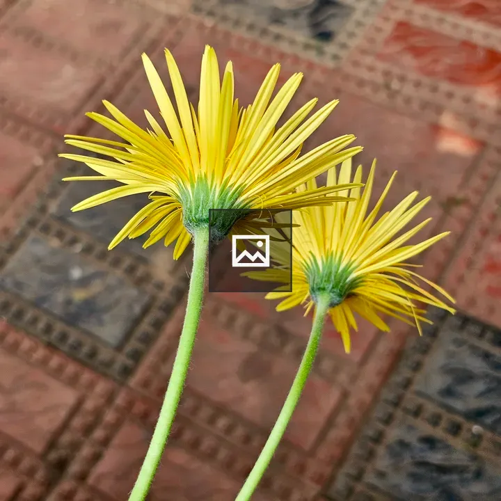 Yellow daisies back view