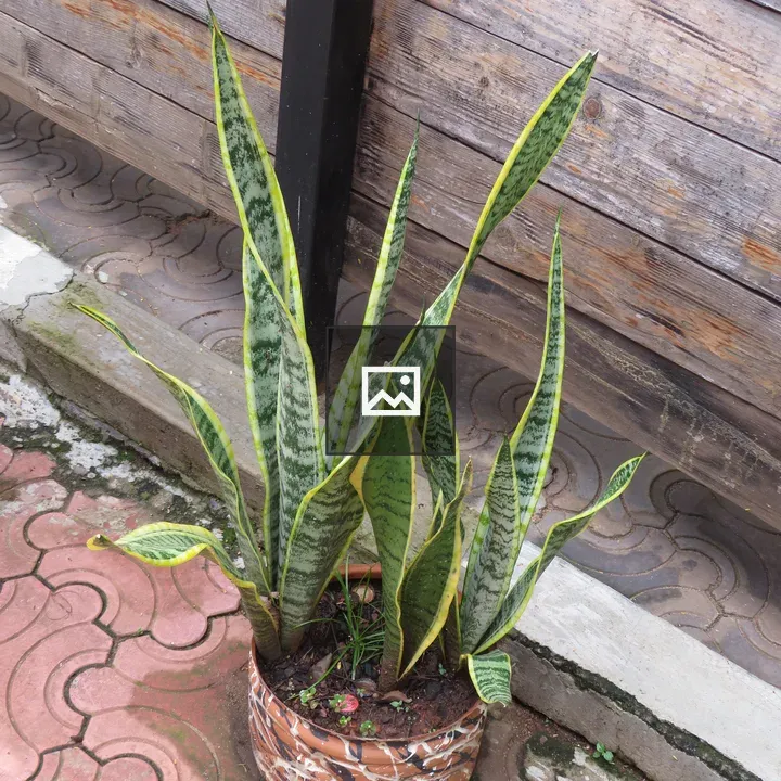 Snake plant in striped pot