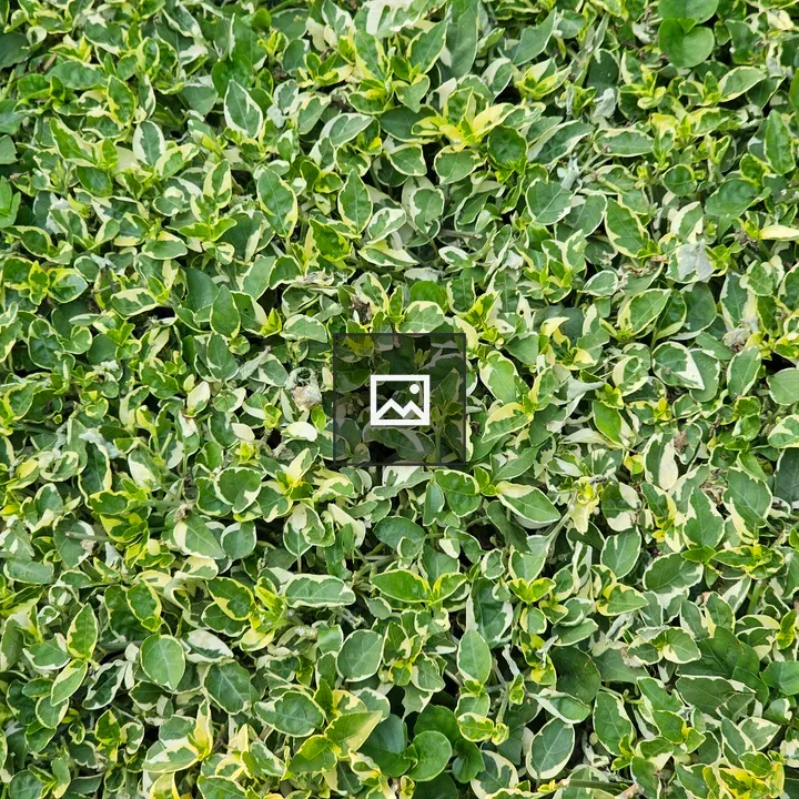 Leaves cluster Abelia foliage