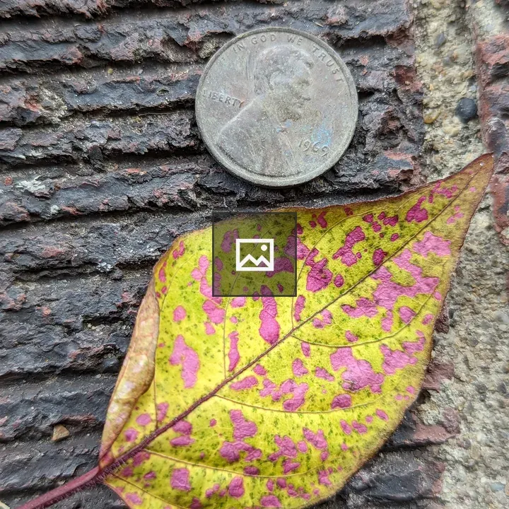 Leaf on Brick with Penny