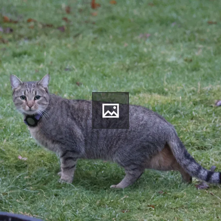 Tabby tiger striped cat