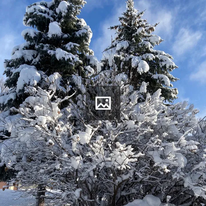 Snow covered bushes