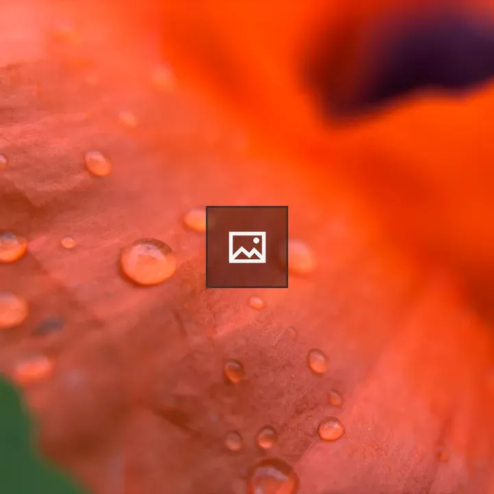 Poppy Petal Water Droplets