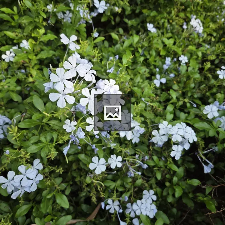 Close-up of blue and white flowers