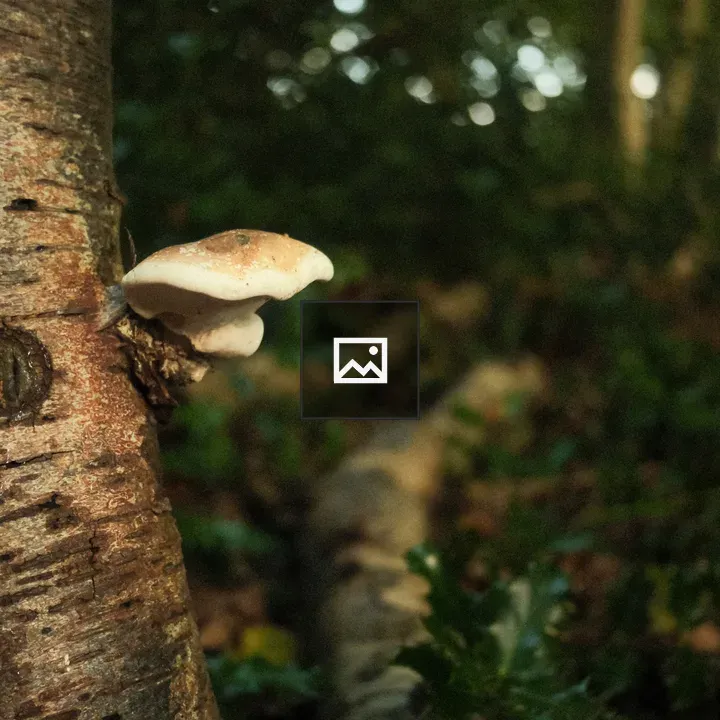 Mushroom on Tree Trunk