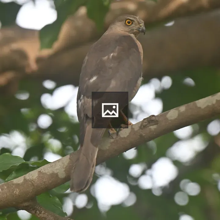 Shikra female on a branch