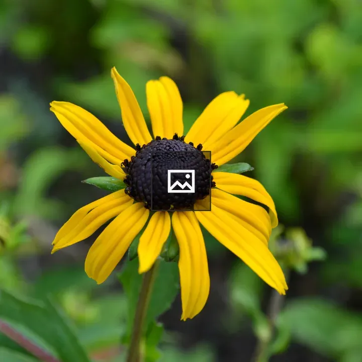 Yellow flower