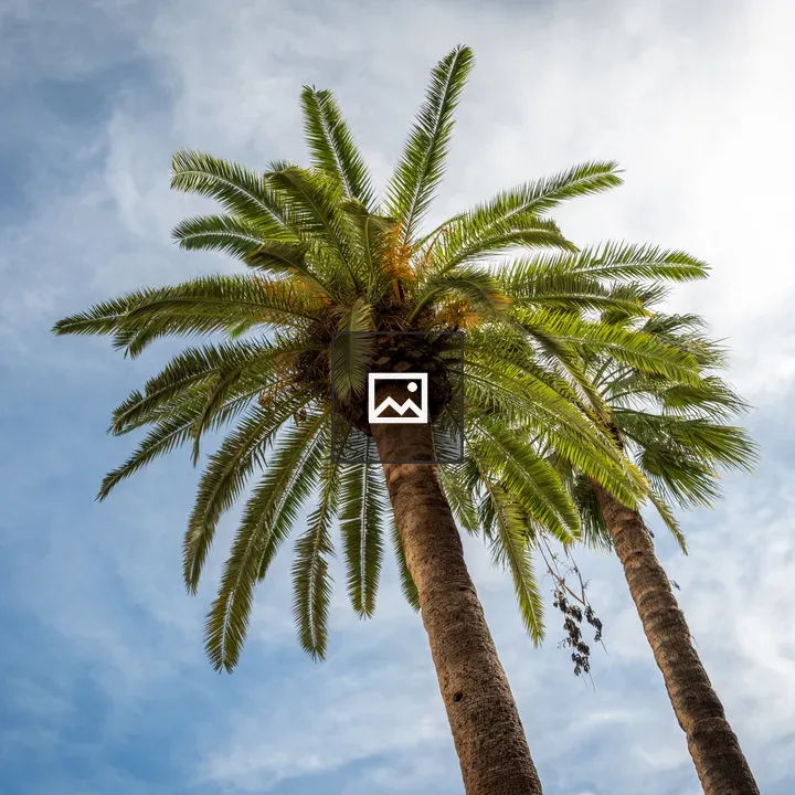 Palm Trees