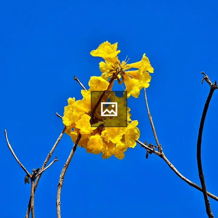 Golden Trumpet Flowers Closeup