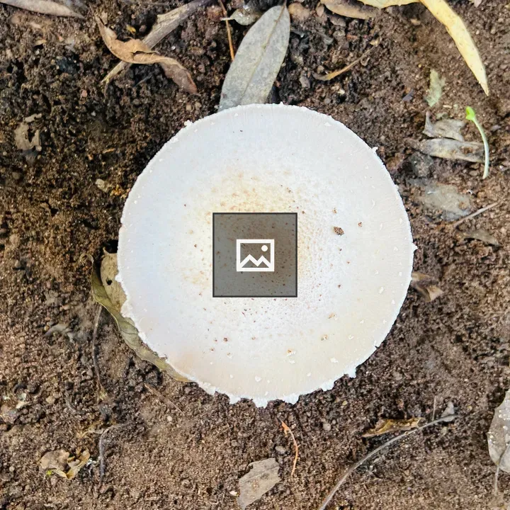 Close-up Mushroom on Soil