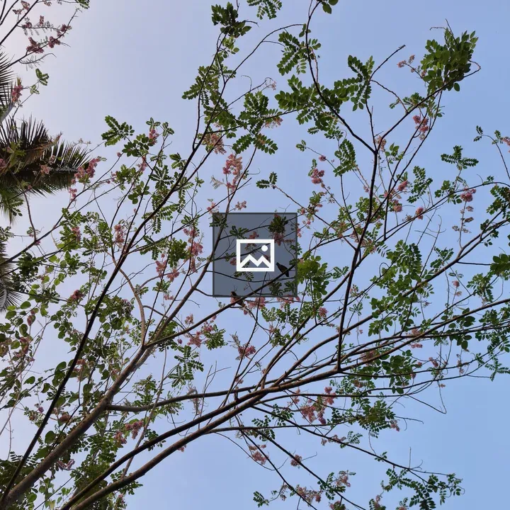 Tree branches with pink blossoms