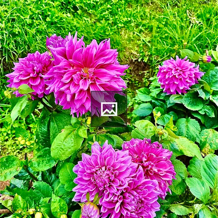 Dahlia Blossom in Ooty Rose Garden