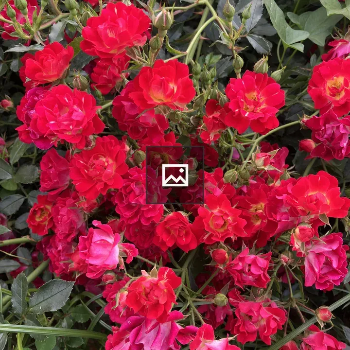 Red drift rose