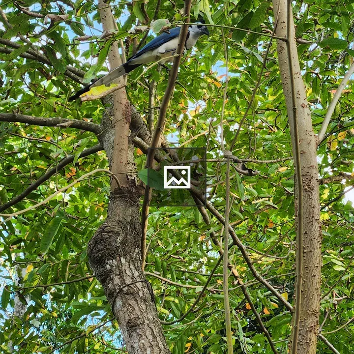 Blue Jay Among Leaves